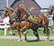 First Prize Belgian Draft Horses at Country Fair