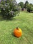 The first pumpkin season in my garden