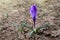 The first purple crocus flower spring saffron is growing in the garden