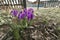 First purple spring flowers on ground.