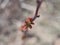 The first raspberry sprouts in spring on the background of bokeh, morning dew and freshness in the garden in the early morning,