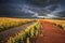 First rays of light across Canola Fields Australia