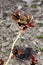 The first red-green leaves on the sprig of tea rose in early spring