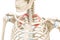 First rib in red color 3D rendering illustration isolated on white with copy space. Human skeleton anatomy, medical diagram,