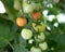 First ripening tomatoes on vine