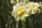 First in series daffodil focus offers leadership and fresh start