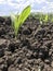 The first shoots of corn in the field