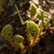 First shoots of fern. Young fern in a warm sunlight. Spring is coming. Green leaves on a dark background.