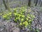 First shoots in the spring wood - Chrysosplenium alternifolium