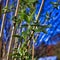 The first shoots of a summer lilac in winter.