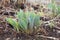 The first shoots of tulips in the spring