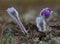 First sign of real spring - Pasqueflowers