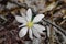 First Sign of Spring Bloodroot Wildflower