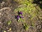 The first sign of Spring with Crocuses growing in a public park in Burnley Lancashire