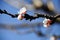 First sign of Spring: white blossoms on an apricot fruit tree