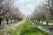 First signs of Spring in the almond orchard