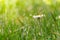 First single daisy flower at garden grass