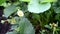 The first small white strawberry flowers in the garden. Bush blooming strawberry close up view