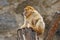 First snow with animal. Barbary macaque, Macaca sylvanus, sitting on the rock, Gibraltar, Spain. Wildlife scene from nature. Cold