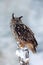 First snow with bird. Winter with big white beautiful owl. Wildlife scene from snowy nature. Snow storm with owl. Big Eurasian Eag