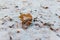 The first snow covers the fallen leaves and the ground. Early winter