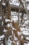 First snow on decaying trunk