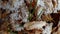 first snow on leaves and dry grass, super macro and selective focus, forward camera movement, vertical video
