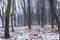 First snow lie on dry acer leaves, abandoned moody city park trees on winter misty morning, fog perspective, outdoor tourism