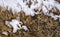 First snow on the yellow withered grass, melting snow texture background, Withered grass covered in white frost, close-up macro,