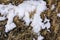 First snow on the yellow withered grass, melting snow texture background, Withered grass covered in white frost, close-up macro,