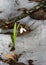 First snowdrop