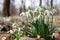 First Snowdrops