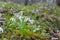 First snowdrops in the forest in spring. Young snowdrops blooming in spring in the forest