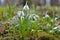 First snowdrops in the forest in spring. Young snowdrops blooming in spring in the forest