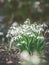 First snowdrops on garden bed, outdoor. Springtime flowers .