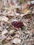 The first spring April mushroom Gyromitra esculenta