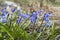 The first spring blue flowers muscari reach for the sun