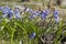 The first spring blue flowers, snowdrops, muscari reach for the sun