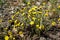 First spring bright yellow flowers close up with blurred background.