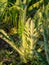 The first spring buds in sunrise, backlight picture early in the morning