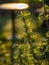 The first spring buds in sunrise, backlight picture early in the morning