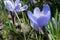 The first spring bumblebee and crocuses