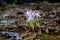 The first spring crocuses in the awakening spring garden