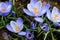 The first spring crocuses in the awakening spring garden