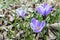 First spring crocuses among old foliage.