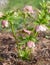 The first spring day. Blooming flowers hellebore in a sunny day, also known as Christmas or Lenten rose. Helleborus Double Ellen P