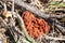 First spring edible mushroom gyromitra under brushwood