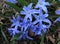 First spring Flower blue flower Chionodoxa