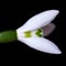 The first spring flower is a snowdrop. Isolated on a black