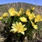 The first spring flowers adonis yellow in the wind in the meadow